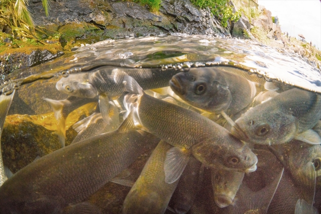 İnci kefalinin zorlu yolculuğu su altı kamerasında